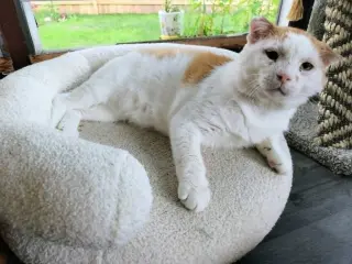 Grilled Cheese (FIV+)
