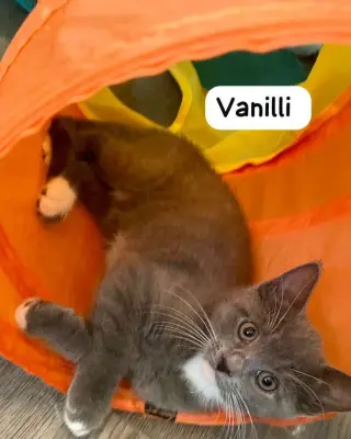Vanilli