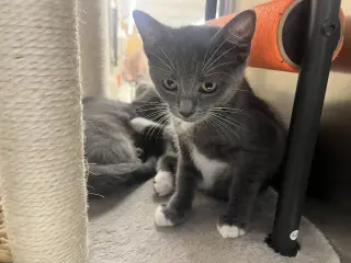Milli