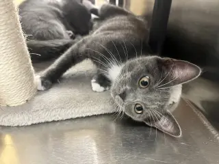 Milli