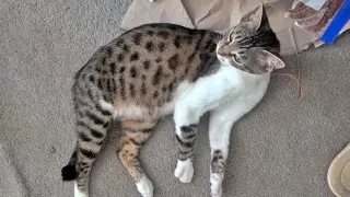 CHICKADEE - Young Bengal mix female