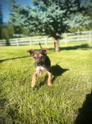 Little Dude