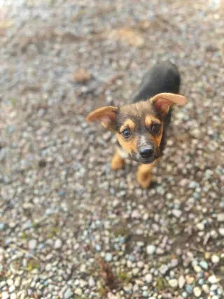 Little Dude