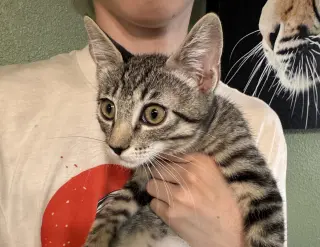Marvin ( AV)