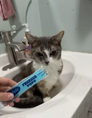 Rocket