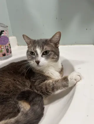 Rocket