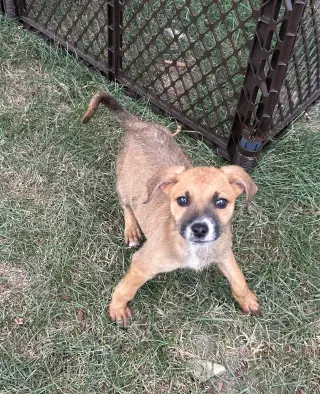 Koda