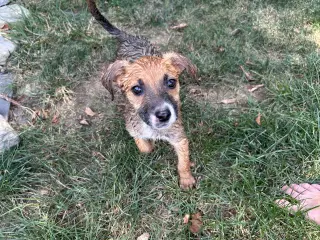Koda