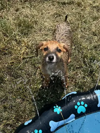 Koda