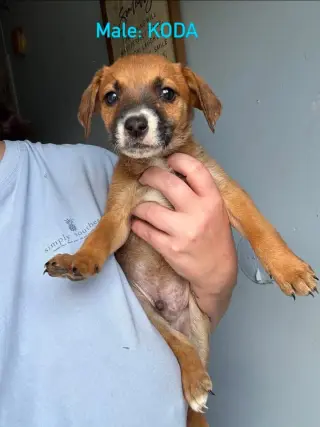 Koda