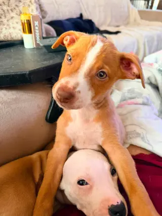 Copper