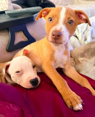 Copper