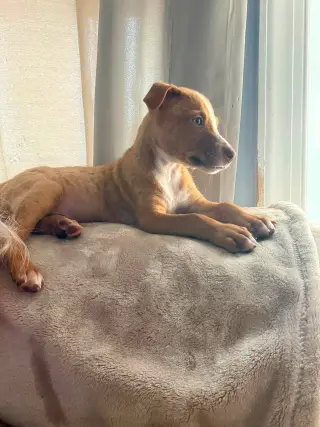 Copper