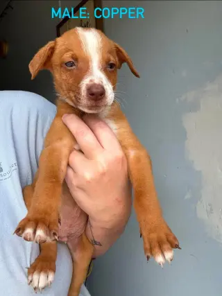 Copper