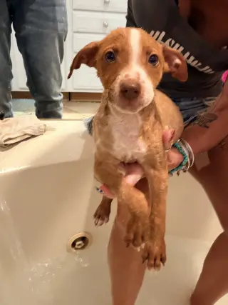 Copper