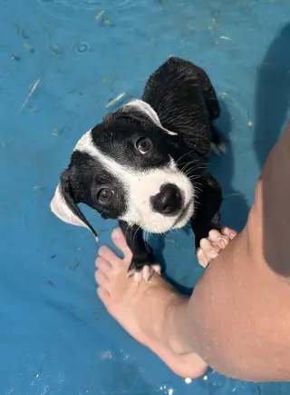 Bandit