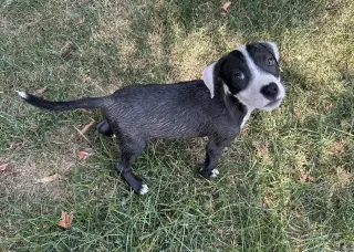 Bandit
