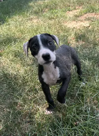 Bandit