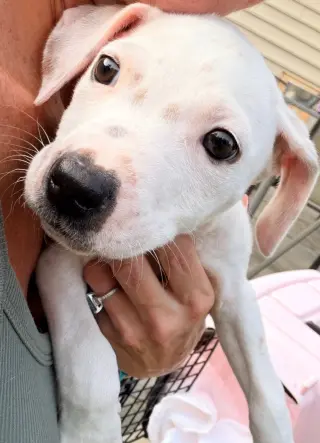 Casper