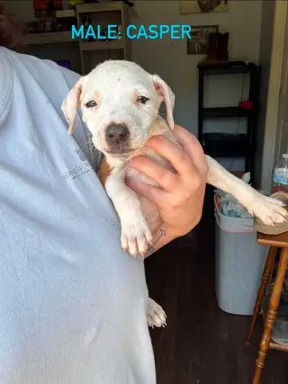 Casper