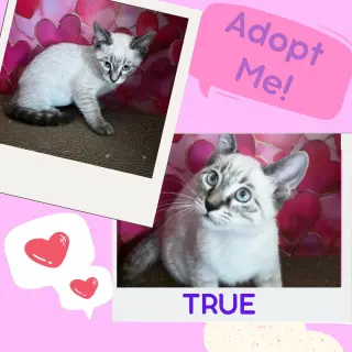 True ( Tara)