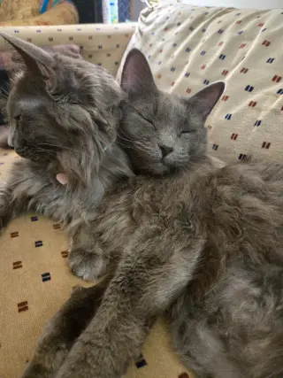 Lady Grey / Matilda