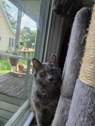 Lady Grey / Matilda