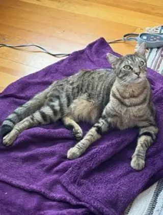 Snickerdoodle