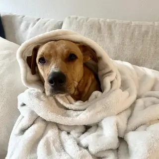 Cinnamon