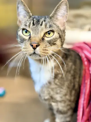 Judah