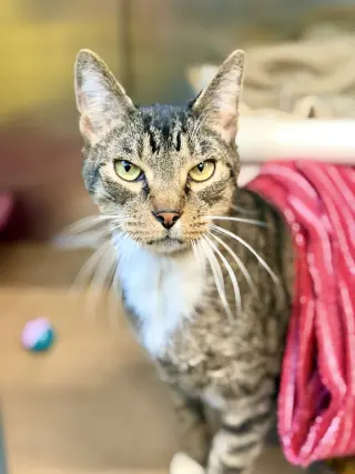 Judah