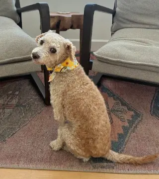 Bella