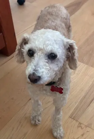 Bella