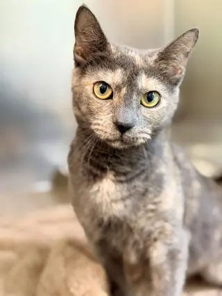 Laurel