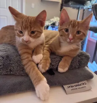 Hewey & Louie