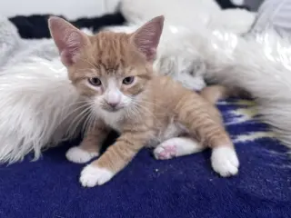 Hewey & Louie