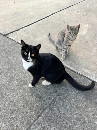 Earl & Gray (Courtesy Post)