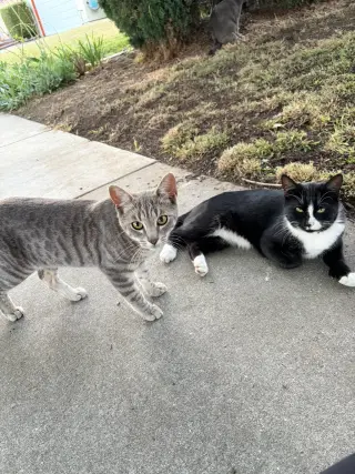 Earl & Gray (Courtesy Post)