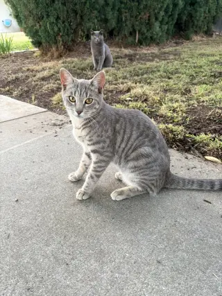 Earl & Gray (Courtesy Post)
