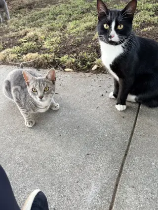 Earl & Gray (Courtesy Post)