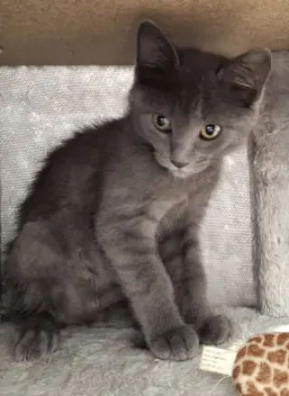 Dexter