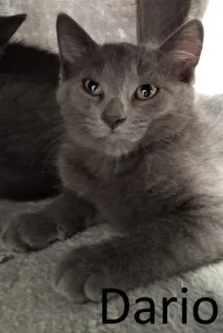 Dario