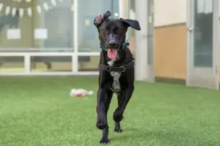 Nova