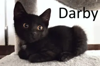 Darby