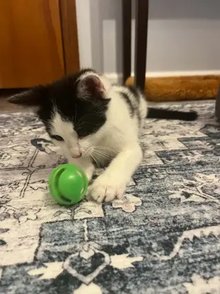 Elliott (Kitty)