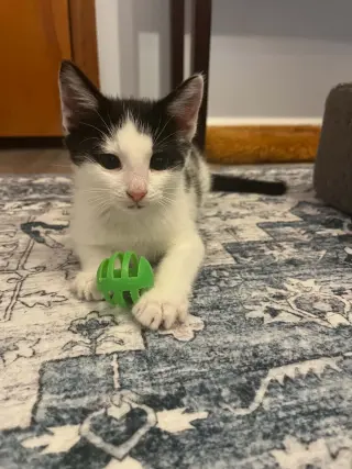 Elliott (Kitty)