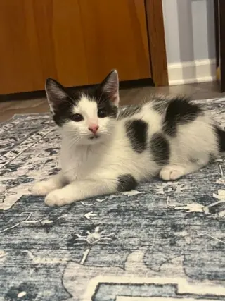Elliott (Kitty)