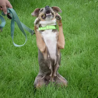 Piper