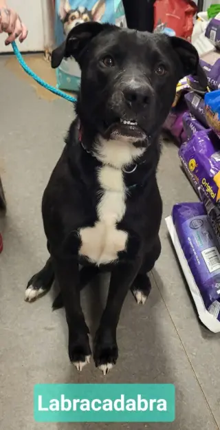 Labracadabra