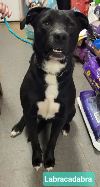 Labracadabra